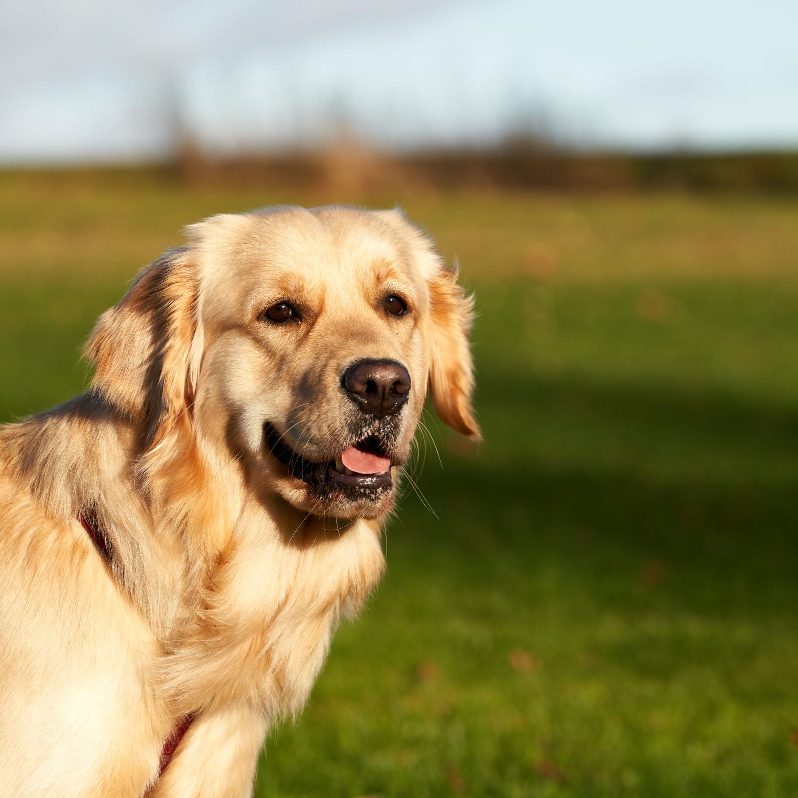 HuellaClean — Accesorios para mascotas