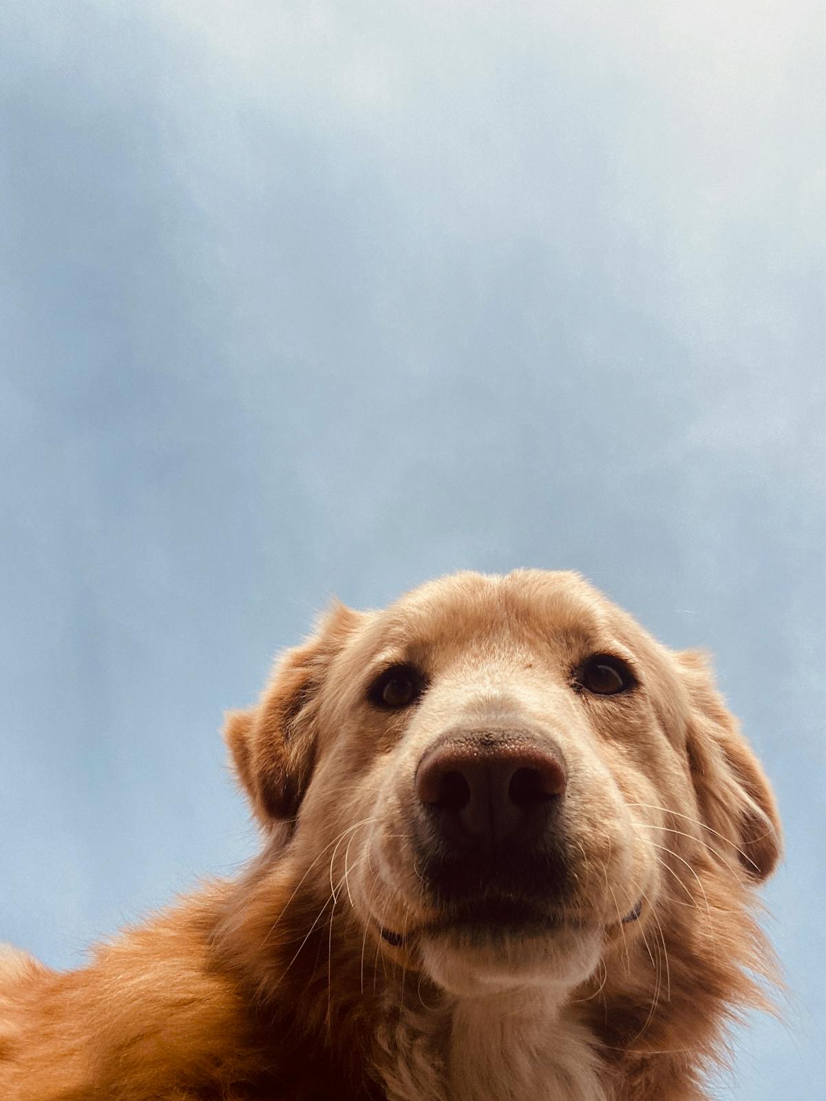 Golden retriever feliz